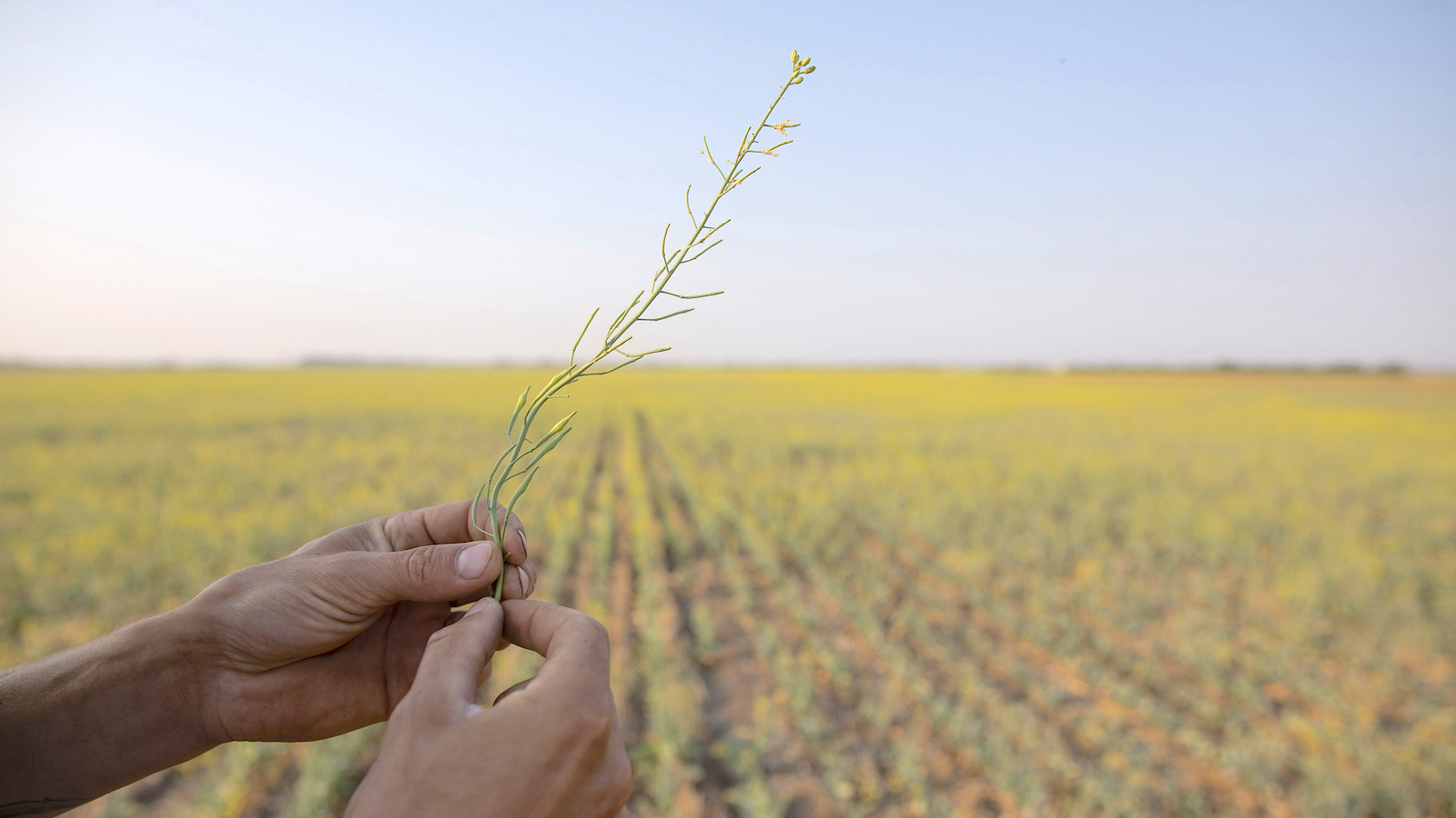 Pollen and Warmth: A Looming Disadvantage for Worldwide Agriculture