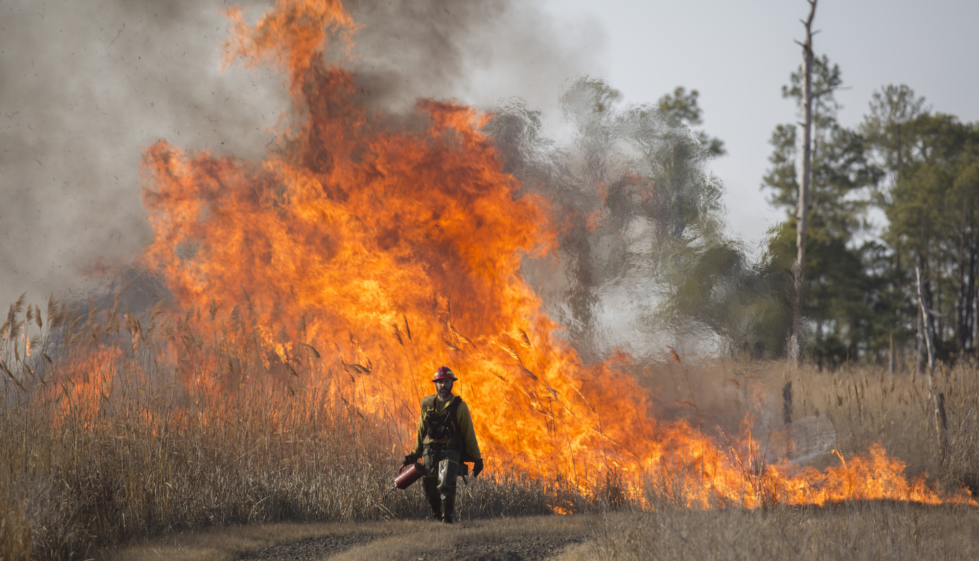 Bringing As soon as extra Fireplace: How Burning Can Assist Restore Jap Lands