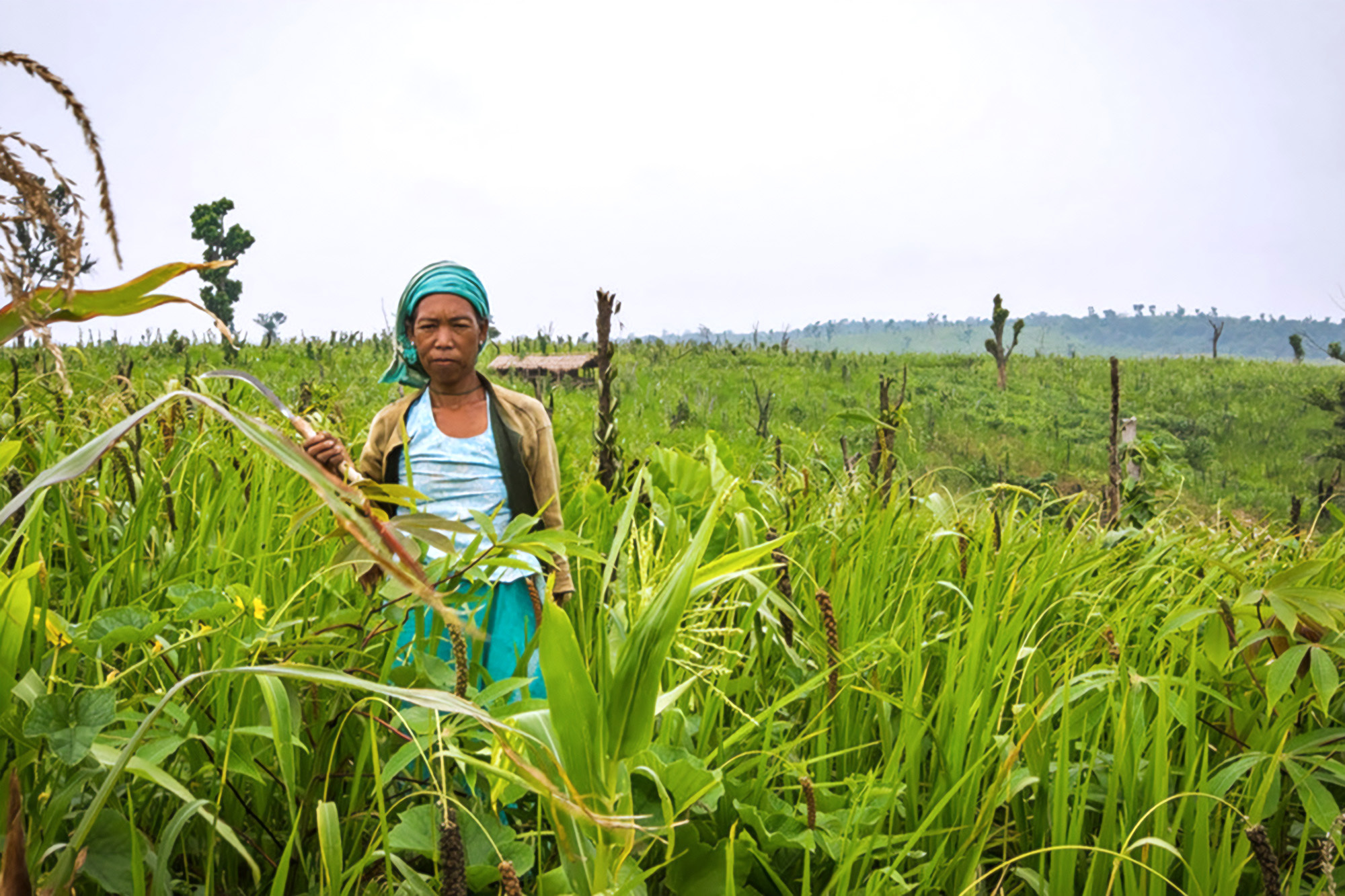 Edible Extinction: Why We Ought to Revive Worldwide Meals Differ