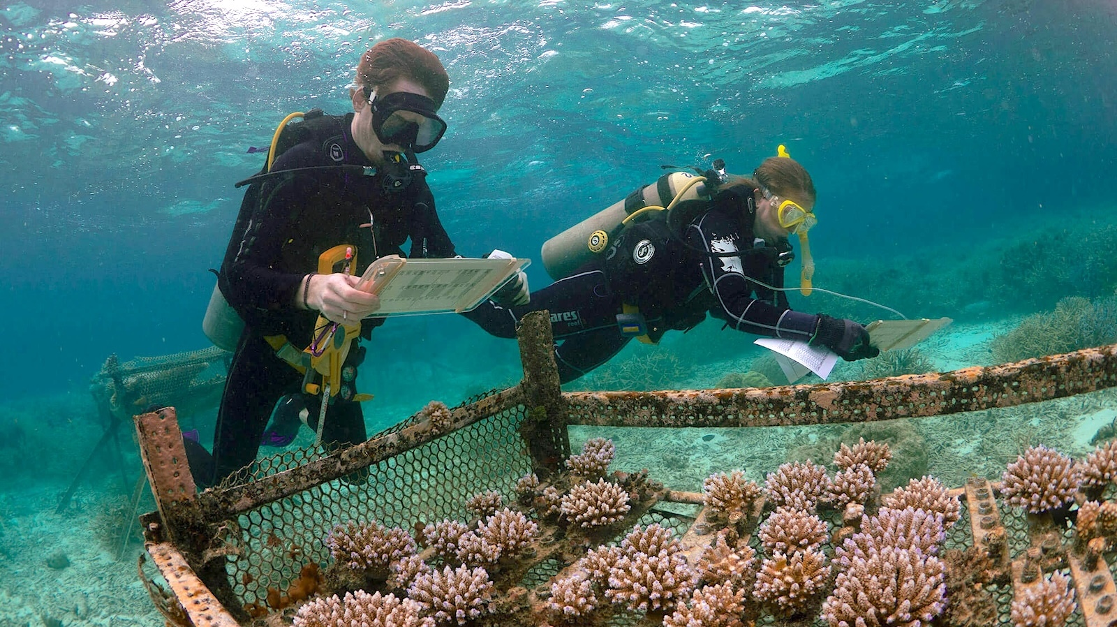 As Ocean Waters Heat, a Race to Breed Warmth-Resistant Coral